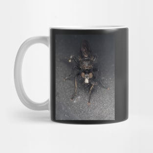 Robber fly (Asilidae) with prey Mug